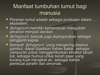 Manfaat tumbuhan lumut bagi
               manusia
   Peranan lumut adalah sebagai produsen dalam
    ekosistem.
   Sphagnum memiliki kemampuan mengubah
    perairan menjadi daratan.
   Sphagnum banyak juga dipergunakan sebagai
    pengganti kapas.
   Sampah Sphagnum yang mengering disebut
    gambut, dapat dijadikan bahan bakar, sebagai
    campuran untuk menggemburkan struktur tanah
    liat, sebagai humus untuk tanah pasir yang
    kurang kuat mengikat air, sebagai bahan
    pembuat parafin dan amoniak.
 