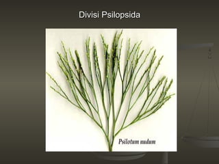 Divisi Psilopsida
 