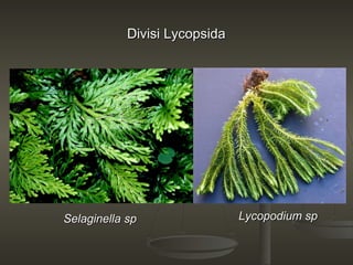 Divisi Lycopsida




Selaginella sp                 Lycopodium sp
 
