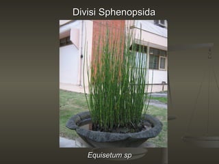 Divisi Sphenopsida




   Equisetum sp
 