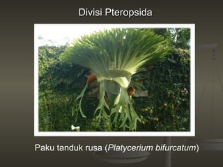 Divisi Pteropsida




Paku tanduk rusa (Platycerium bifurcatum)
 