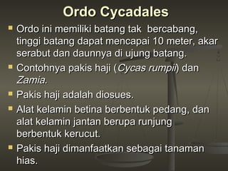 Ordo Cycadales
   Ordo ini memiliki batang tak bercabang,
    tinggi batang dapat mencapai 10 meter, akar
    serabut dan daunnya di ujung batang.
   Contohnya pakis haji (Cycas rumpii) dan
    Zamia.
   Pakis haji adalah diosues.
   Alat kelamin betina berbentuk pedang, dan
    alat kelamin jantan berupa runjung
    berbentuk kerucut.
   Pakis haji dimanfaatkan sebagai tanaman
    hias.
 
