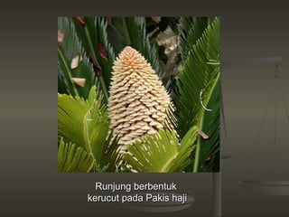 Runjung berbentuk
kerucut pada Pakis haji
 