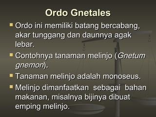 Ordo Gnetales
 Ordo ini memiliki batang bercabang,
  akar tunggang dan daunnya agak
  lebar.
 Contohnya tanaman melinjo (Gnetum

  gnemon).
 Tanaman melinjo adalah monoseus.

 Melinjo dimanfaatkan sebagai bahan

  makanan, misalnya bijinya dibuat
  emping melinjo.
 