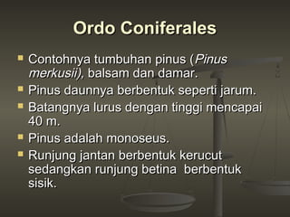 Ordo Coniferales
   Contohnya tumbuhan pinus (Pinus
    merkusii), balsam dan damar.
   Pinus daunnya berbentuk seperti jarum.
   Batangnya lurus dengan tinggi mencapai
    40 m.
   Pinus adalah monoseus.
   Runjung jantan berbentuk kerucut
    sedangkan runjung betina berbentuk
    sisik.
 