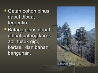  Getah pohon pinus
  dapat dibuat
  terpentin.
 Batang pinus dapat

  dibuat batang korek
  api, tusuk gigi,
  kertas, dan bahan
  bangunan.

                        Tanaman Pinus
 