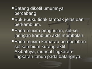  Batang  dikotil umumnya
  bercabang
 Buku-buku tidak tampak jelas dan
  berkambium.
 Pada musim penghujan, sel-sel
  jaringan kambium aktif membelah.
 Pada musim kemarau pembelahan
  sel kambium kurang aktif.
  Akibatnya, muncul lingkaran-
  lingkaran tahun pada batangnya.
 