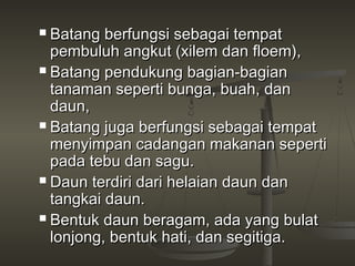  Batang berfungsi sebagai tempat
  pembuluh angkut (xilem dan floem),
 Batang pendukung bagian-bagian
  tanaman seperti bunga, buah, dan
  daun,
 Batang juga berfungsi sebagai tempat
  menyimpan cadangan makanan seperti
  pada tebu dan sagu.
 Daun terdiri dari helaian daun dan
  tangkai daun.
 Bentuk daun beragam, ada yang bulat
  lonjong, bentuk hati, dan segitiga.
 