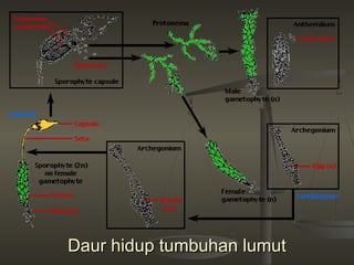 Daur hidup tumbuhan lumut
 