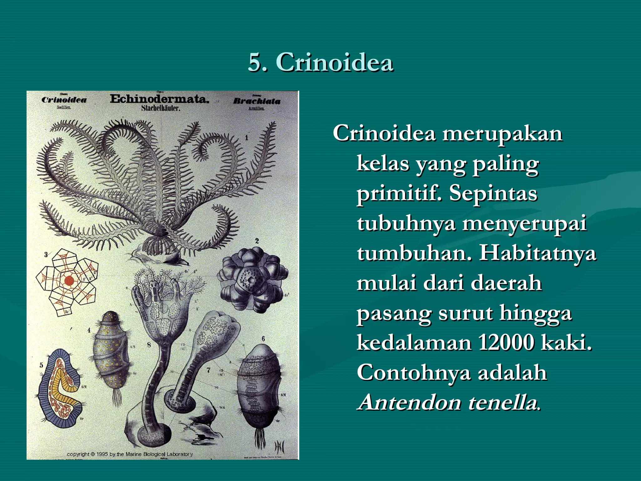 5. Crinoidea5. Crinoidea
Crinoidea merupakanCrinoidea merupakan
kelas yang palingkelas yang paling
primitif. Sepintasprimitif. Sepintas
tubuhnya menyerupaitubuhnya menyerupai
tumbuhan. Habitatnyatumbuhan. Habitatnya
mulai dari daerahmulai dari daerah
pasang surut hinggapasang surut hingga
kedalaman 12000 kaki.kedalaman 12000 kaki.
Contohnya adalahContohnya adalah
Antendon tenellaAntendon tenella..
 