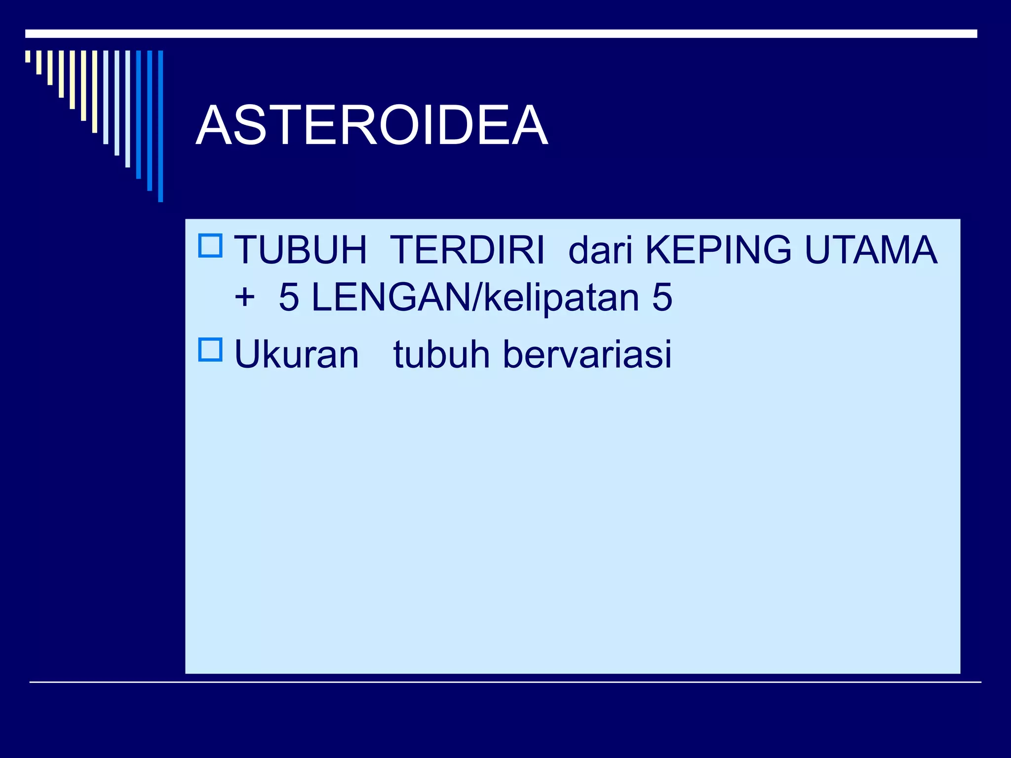 ASTEROIDEA
 TUBUH TERDIRI dari KEPING UTAMA
+ 5 LENGAN/kelipatan 5
 Ukuran tubuh bervariasi
 