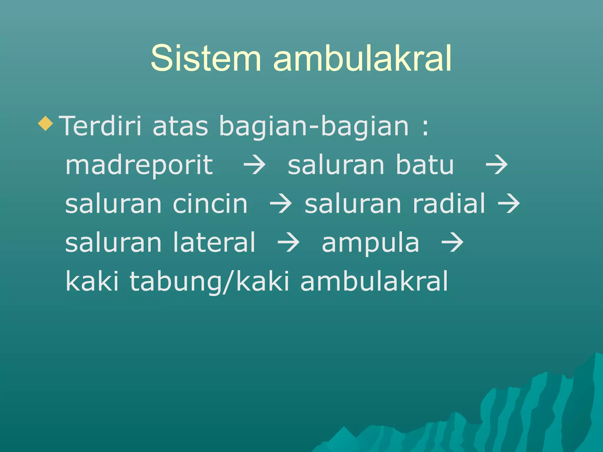Sistem ambulakral
 Terdiri atas bagian-bagian :
madreporit  saluran batu 
saluran cincin  saluran radial 
saluran lateral  ampula 
kaki tabung/kaki ambulakral
 