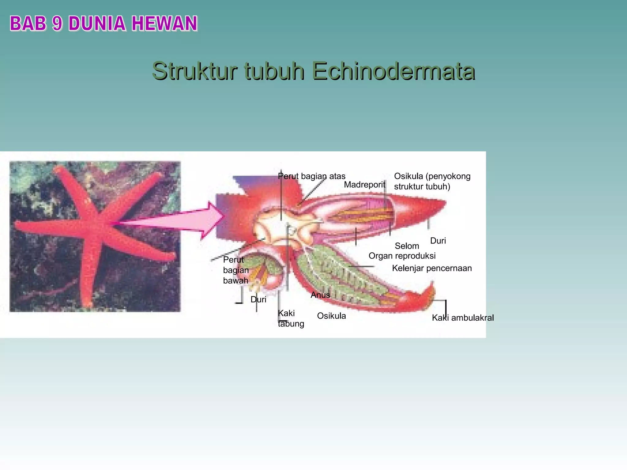 Struktur tubuh EchinodermataStruktur tubuh Echinodermata
Perut bagian atas
Madreporit
Osikula (penyokong
struktur tubuh)
Duri
Selom
Organ reproduksi
Kelenjar pencernaan
Kaki ambulakralOsikula
Anus
Kaki
tabung
Duri
Perut
bagian
bawah
 