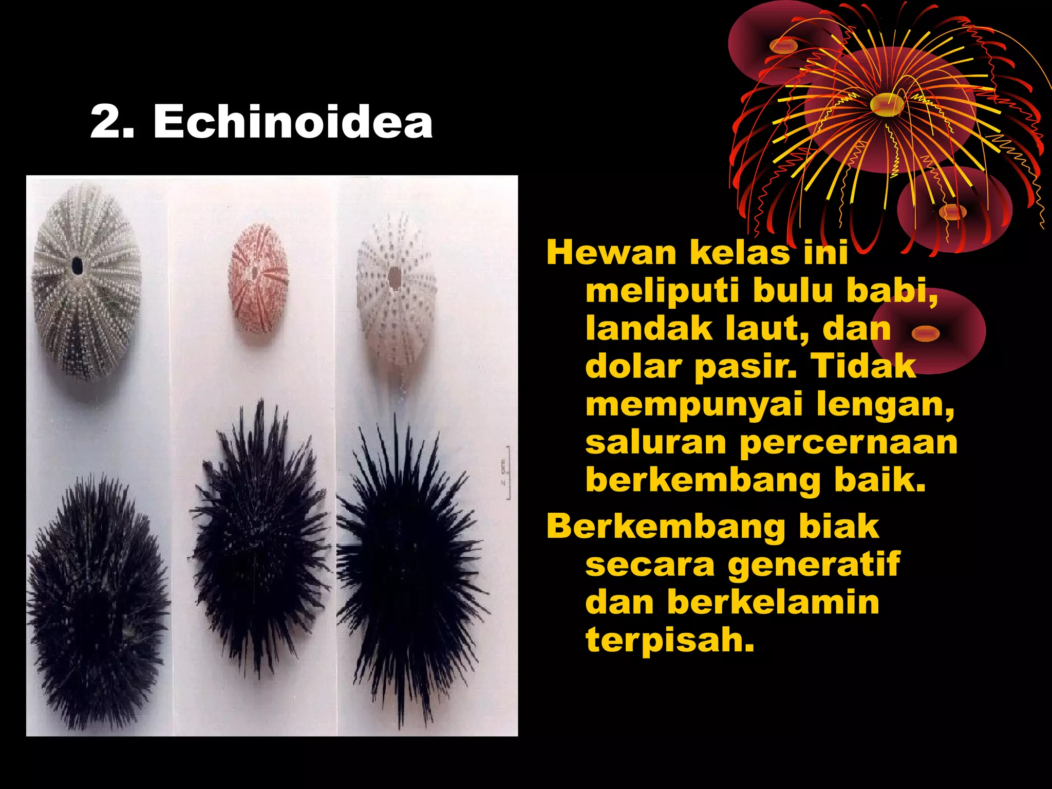2. Echinoidea
Hewan kelas ini
meliputi bulu babi,
landak laut, dan
dolar pasir. Tidak
mempunyai lengan,
saluran percernaan
berkembang baik.
Berkembang biak
secara generatif
dan berkelamin
terpisah.
 