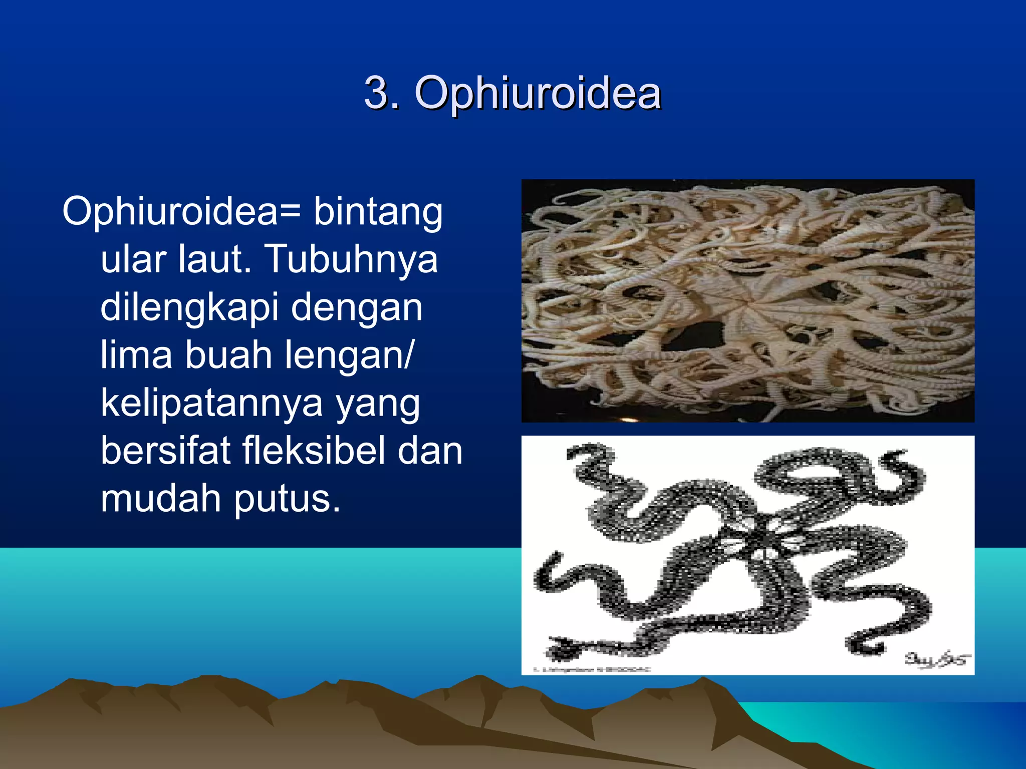 3. Ophiuroidea3. Ophiuroidea
Ophiuroidea= bintang
ular laut. Tubuhnya
dilengkapi dengan
lima buah lengan/
kelipatannya yang
bersifat fleksibel dan
mudah putus.
 