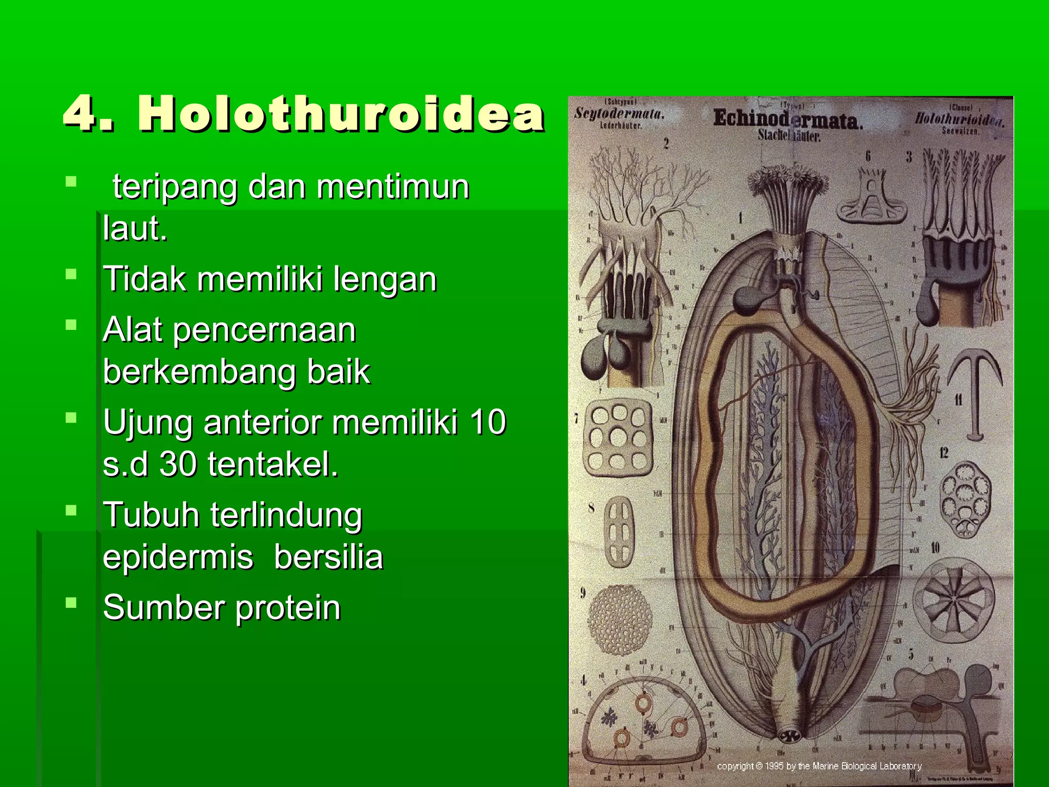 4. Holothuroidea4. Holothuroidea
 teripang dan mentimunteripang dan mentimun
laut.laut.
 Tidak memiliki lenganTidak memiliki lengan
 Alat pencernaanAlat pencernaan
berkembang baikberkembang baik
 Ujung anterior memiliki 10Ujung anterior memiliki 10
s.d 30 tentakel.s.d 30 tentakel.
 Tubuh terlindungTubuh terlindung
epiepiddermis bersiliaermis bersilia
 Sumber proteinSumber protein
 