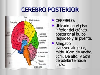 CEREBRO POSTERIOR CEREBELO:  Ubicado en el piso inferior del cráneo, posterior al bulbo raquídeo y al puente. Alargado transversalmente, mide 10cm de ancho, 5cm. De alto, y 6cm de adelante hacia atrás. 