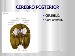 CEREBRO POSTERIOR CEREBELO: Cara anterior.- 