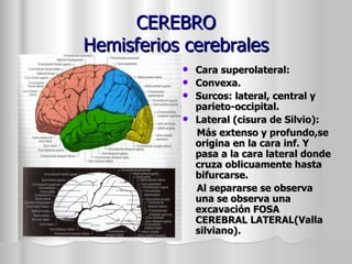 CEREBRO Hemisferios cerebrales Cara superolateral: Convexa. Surcos: lateral, central y parieto-occipital. Lateral (cisura de Silvio): Más extenso y profundo,se origina en la cara inf. Y pasa a la cara lateral donde cruza oblicuamente hasta bifurcarse. Al separarse se observa una se observa una excavación FOSA CEREBRAL LATERAL(Valla silviano). 