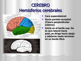 CEREBRO Hemisferios cerebrales Cara superolateral: Surco parieto-occipital: (Cisura perpendicular externa) Inicia en el borde sup. De la cara lateral hacia post.,se dirige hacia abajo y adelante hasta terminar en un borde libre. 