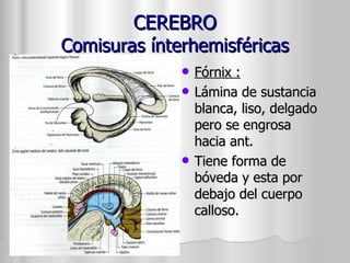 CEREBRO Comisuras ínterhemisféricas Fórnix : Lámina de sustancia blanca, liso, delgado pero se engrosa  hacia ant. Tiene forma de bóveda y esta por debajo del cuerpo calloso. 