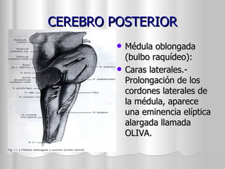 CEREBRO POSTERIOR Médula oblongada (bulbo raquídeo): Caras laterales.- Prolongación de los cordones laterales de la médula, aparece una eminencia elíptica alargada llamada OLIVA.  