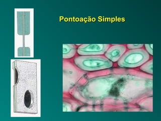 PPoonnttooaaççããoo SSiimmpplleess 
 