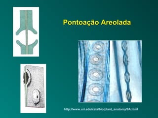 PPoonnttooaaççããoo AArreeoollaaddaa 
http://www.uri.edu/cels/bio/plant_anatomy/9A.html 
 