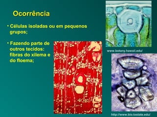 OOccoorrrrêênncciiaa 
• Células isoladas ou em pequenos 
grupos; 
• Fazendo parte de 
outros tecidos: 
fibras do xilema e 
do floema; 
www.botany.hawaii.edu/ 
http://www.bio.txstate.edu/ 
 
