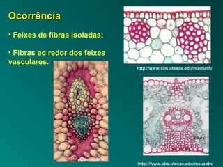 OOccoorrrrêênncciiaa 
• Feixes de fibras isoladas; 
• Fibras ao redor dos feixes 
vasculares. 
http://www.sbs.utexas.edu/mauseth/ 
http://www.sbs.utexas.edu/mauseth/ 
Castro, N.M. 
 