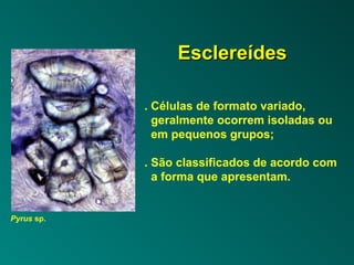 EEsscclleerreeííddeess 
. Células de formato variado, 
geralmente ocorrem isoladas ou 
em pequenos grupos; 
. São classificados de acordo com 
a forma que apresentam. 
Pyrus sp. 
 