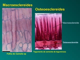 Macroesclereíde 
Osteoesclereíde 
MMaaccrrooeesscclleerreeííddeess 
OOsstteeooeesscclleerreeííddeess 
Folha de Camelia sp 
Tegumento de semente de leguminosa 
 
