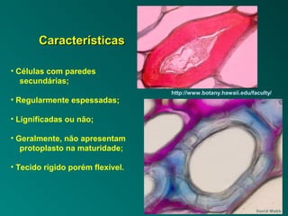 CCaarraacctteerrííssttiiccaass 
• Células com paredes 
secundárias; 
• Regularmente espessadas; 
• Lignificadas ou não; 
• Geralmente, não apresentam 
protoplasto na maturidade; 
• Tecido rígido porém flexível. 
http://www.botany.hawaii.edu/faculty/ 
 