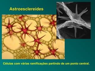 AAssttrrooeesscclleerreeííddeess 
Células com várias ramificações partindo de um ponto central. 
 