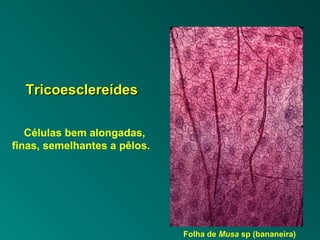 TTrriiccooeesscclleerreeííddeess 
Células bem alongadas, 
finas, semelhantes a pêlos. 
Folha de Musa sp (bananeira) 
 