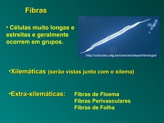 FFiibbrraass 
http://ciencies.udg.es/ciencies/depart/biologia/ 
• Células muito longas e 
estreitas e geralmente 
ocorrem em grupos. 
•XXiilleemmááttiiccaass ((sseerrããoo vviissttaass jjuunnttoo ccoomm oo xxiilleemmaa)) 
•EExxttrraa--xxiilleemmááttiiccaass:: Fibras de Floema 
Fibras Perivasculares 
Fibras de Folha 
 