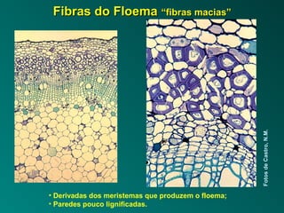 FFiibbrraass ddoo FFllooeemmaa ““ffiibbrraass mmaacciiaass”” 
Fotos de Castro, N.M. 
• Derivadas dos meristemas que produzem o floema; 
• Paredes pouco lignificadas. 
 