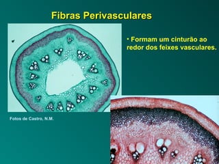 FFiibbrraass PPeerriivvaassccuullaarreess 
Fotos de Castro, N.M. 
• Formam um cinturão ao 
redor dos feixes vasculares. 
 