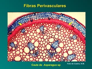 FFiibbrraass PPeerriivvaassccuullaarreess 
Caule de Asparagus sp Foto de Castro, N.M. 
 