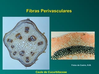 FFiibbrraass PPeerriivvaassccuullaarreess 
Fotos de Castro, N.M. 
Caule de Cucurbitaceae 
 