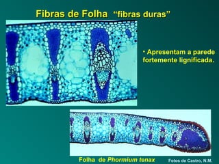 FFiibbrraass ddee FFoollhhaa ““ffiibbrraass dduurraass”” 
• Apresentam a parede 
fortemente lignificada. 
Fotos de Castro, N.M. 
Folha de Phormium tenax 
