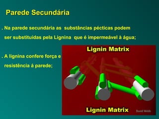 PPaarreeddee SSeeccuunnddáárriiaa 
. Na parede secundária as substâncias pécticas podem 
ser substituídas pela Lignina que é impermeável à água; 
. A lignina confere força e 
resistência á parede; 
 