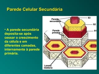 PPaarreeddee CCeelluullaarr SSeeccuunnddáárriiaa 
• A parede secundária 
deposita-se após 
cessar o crescimento 
da célula e em 
diferentes camadas, 
internamente à parede 
primária. 
 