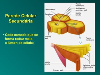 PPaarreeddee CCeelluullaarr 
SSeeccuunnddáárriiaa 
• Cada camada que se 
forma reduz mais 
o lúmen da célula; 
 
