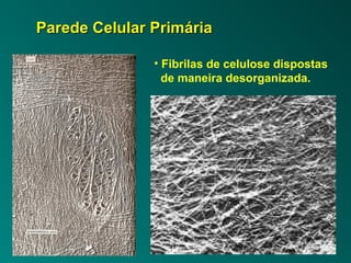 PPaarreeddee CCeelluullaarr PPrriimmáárriiaa 
• Fibrilas de celulose dispostas 
de maneira desorganizada. 
 