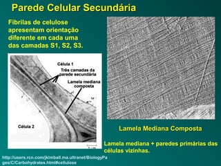 PPaarreeddee CCeelluullaarr SSeeccuunnddáárriiaa 
Fibrilas de celulose 
apresentam orientação 
diferente em cada uma 
das camadas S1, S2, S3. 
http://users.rcn.com/jkimball.ma.ultranet/BiologyPa 
ges/C/Carbohydrates.html#cellulose 
LLaammeellaa MMeeddiiaannaa CCoommppoossttaa 
Lamela mediana + paredes primárias das 
células vizinhas. 
 