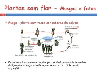 Plantas sem flor -  Musgos e fetos Musgo – planta sem vasos condutores de seivas Os anterozoides possuem flagelos para se deslocarem pois dependem da água para alcançar a oosfera, que se encontra no interior do arquegónio. 