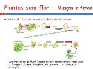 Plantas sem flor -  Musgos e fetos  Feto – planta com vasos condutores de seivas Os anterozoides possuem flagelos para se deslocarem pois dependem da água para alcançar a oosfera, que se encontra no interior do arquegónio. 
