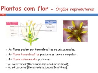 Plantas com flor  -   Órgãos reprodutores As flores podem ser hermafroditas ou unissexuadas.  As  flores hermafroditas  possuem estames e carpelos.  As  flores unissexuadas  possuem: ou só estames (flores unissexuadas masculinas), ou só carpelos (flores unissexuadas femininas). 