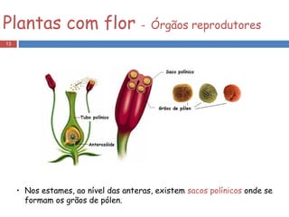 Nos estames, ao nível das anteras, existem  sacos polínicos  onde se formam os grãos de pólen.  Plantas com flor  -   Órgãos reprodutores 